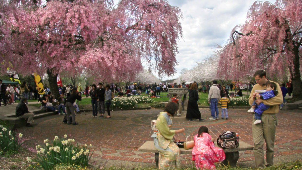 The Scene Sakura Sunday Philadelphia Weekly