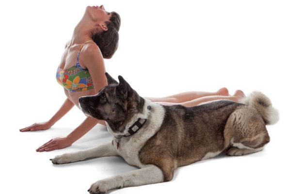Woman doing yoga with a dog