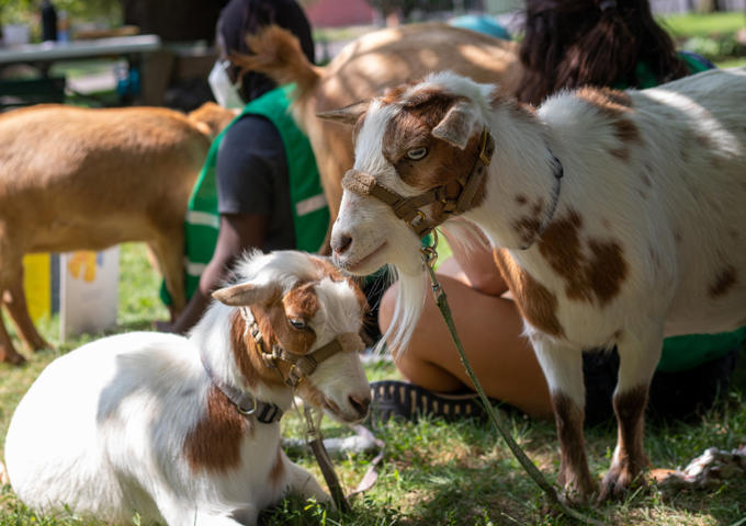 Two goats touch noses in an outdoor setting