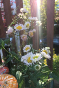 Flowers growing in a container