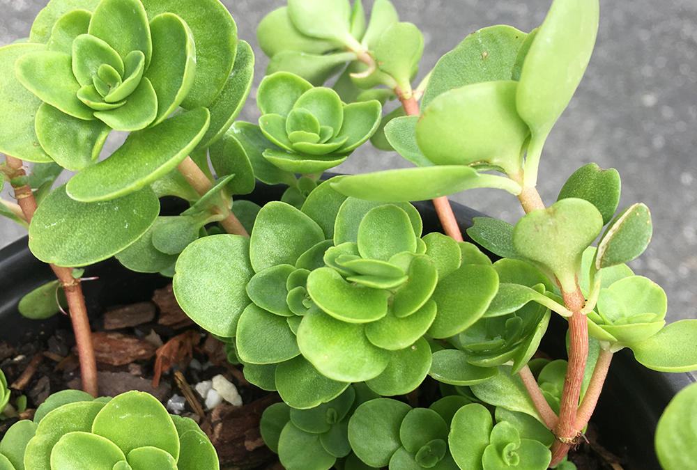 A green plant growing in a container