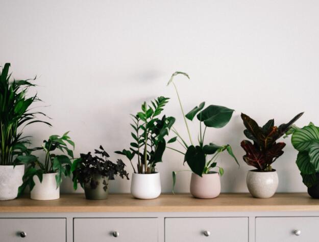 indoor plants
