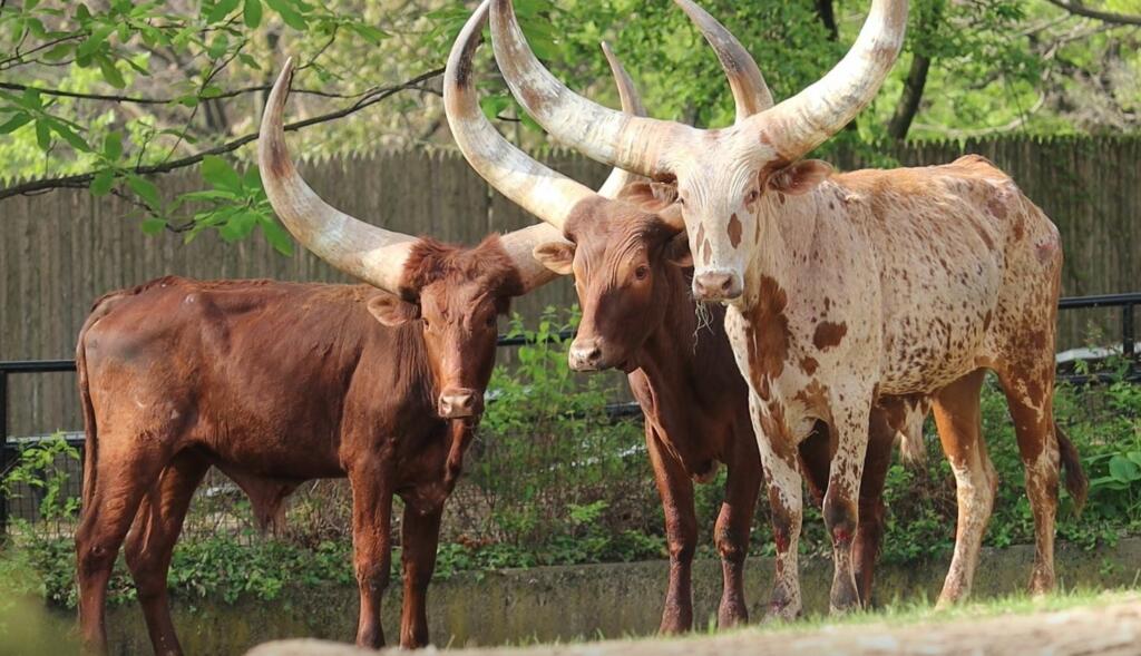 Three cows with huge horns.