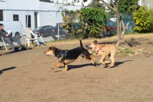 Roxborough Dog Park - Best Park for Large Dogs