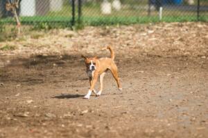 Palmer Doggie Depot - Best Community-Run Dog Park 