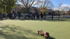 Columbus Square Dog Park - Best Park for Puppies in Philly