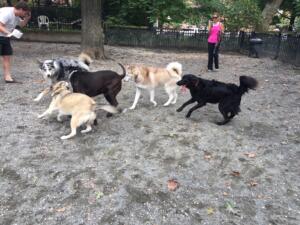 Mario Lanza Park - Best Dog Park for Families in Philly