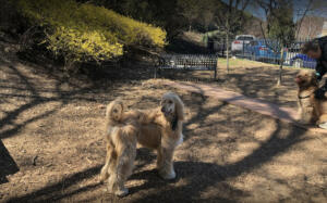 Tucker Dog Park - Best Scenic Dog Park in Philadelphia