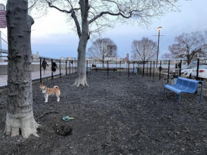Penn’s Landing Dog Park - Best Park for Small and Medium-Sized Dogs