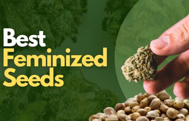 Best Feminized Seeds