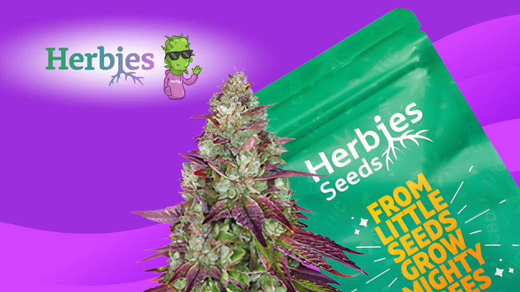 Super Skunk feminized cannabis seeds for sale - Herbies