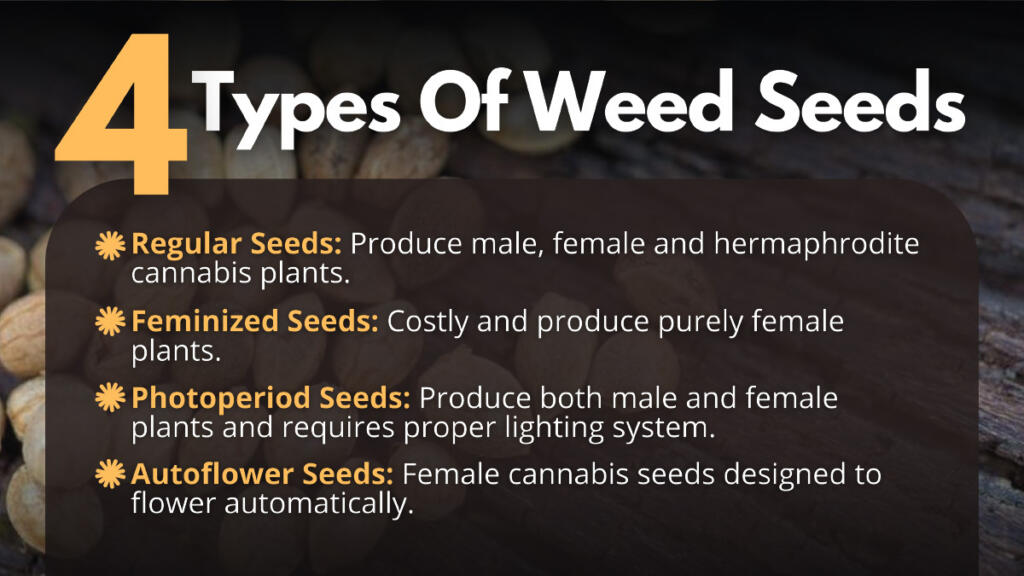 4 Types Weed Seeds