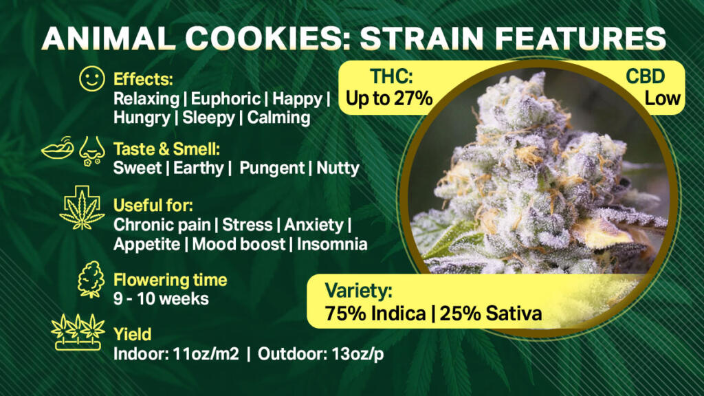 Animal Cookies Strain: Detailed Weed Strain Information & HONEST