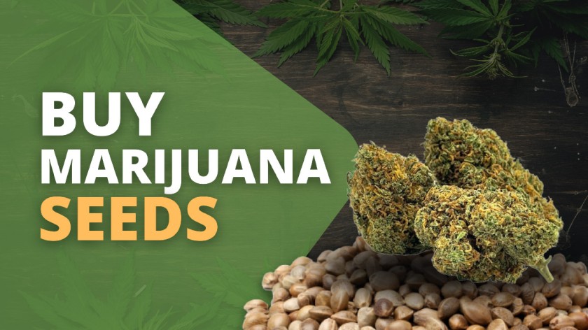 buy marijuana seeds