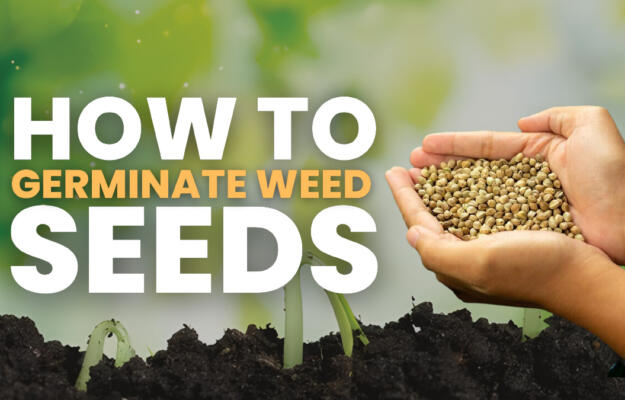 How Germinate Weed Seeds