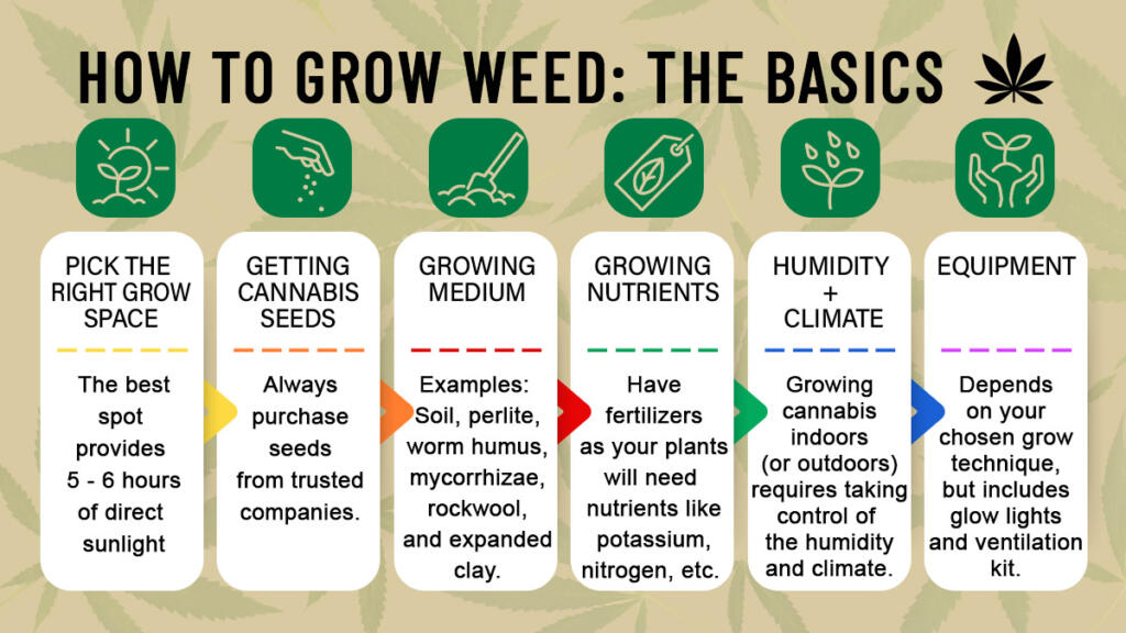 How to Grow Weed the basics
