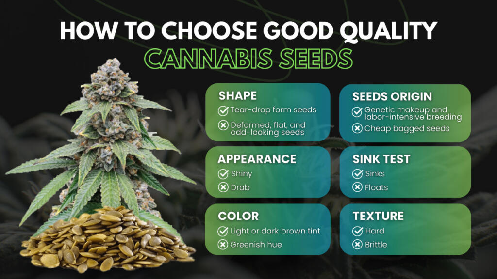 How to choose quality cannabis seeds