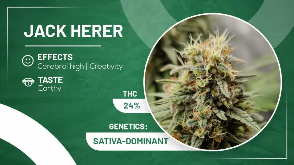 Jack Herer