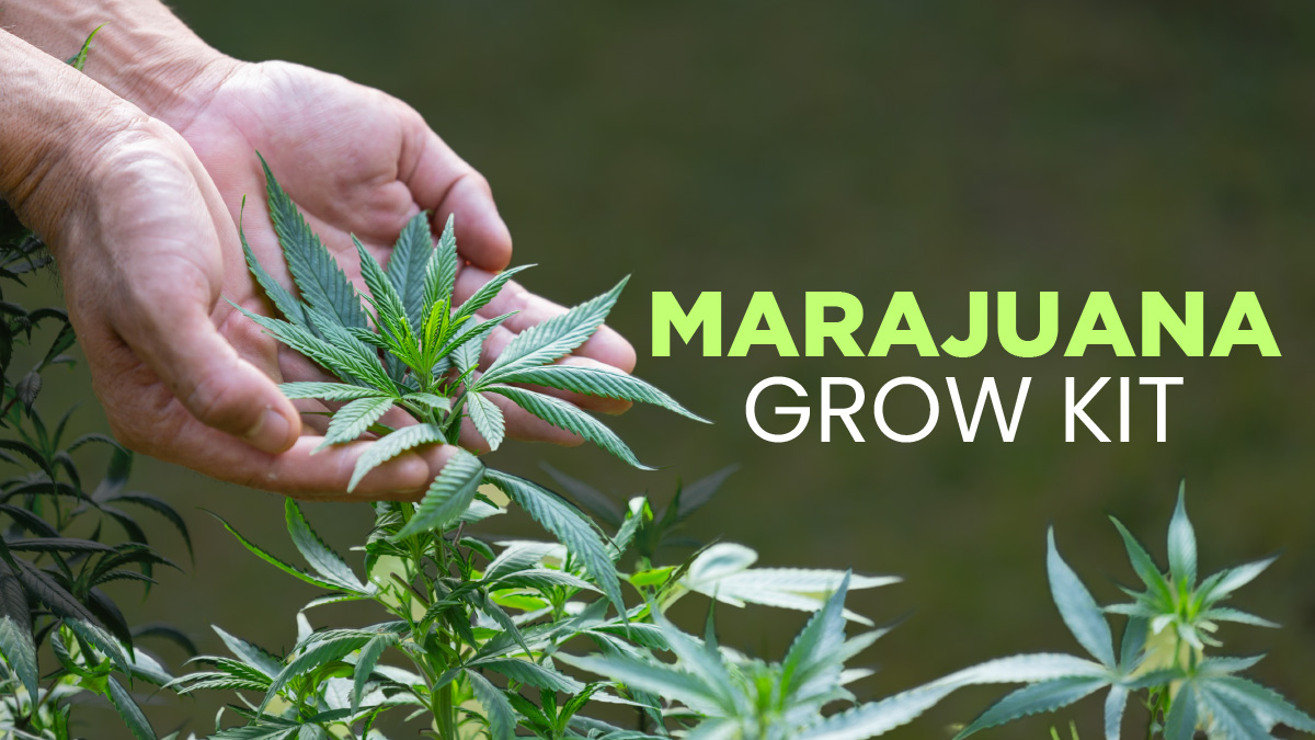Marajuana Grow Kit