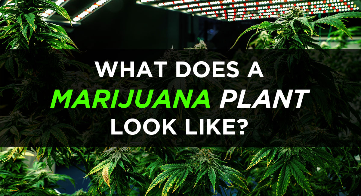 What Does a Marijuana Plant Look Like? Physical Characteristics, Aroma, Color & More