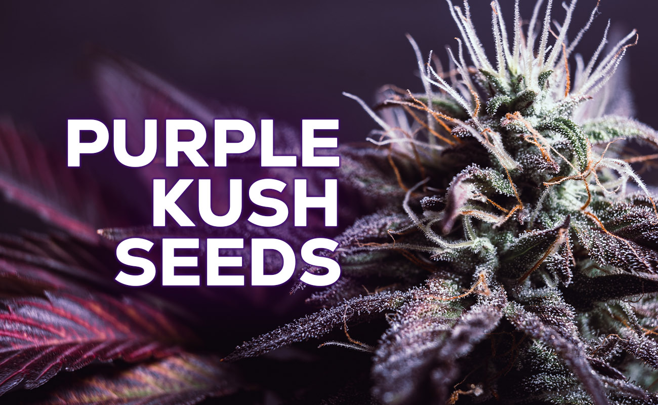 purple kush weed