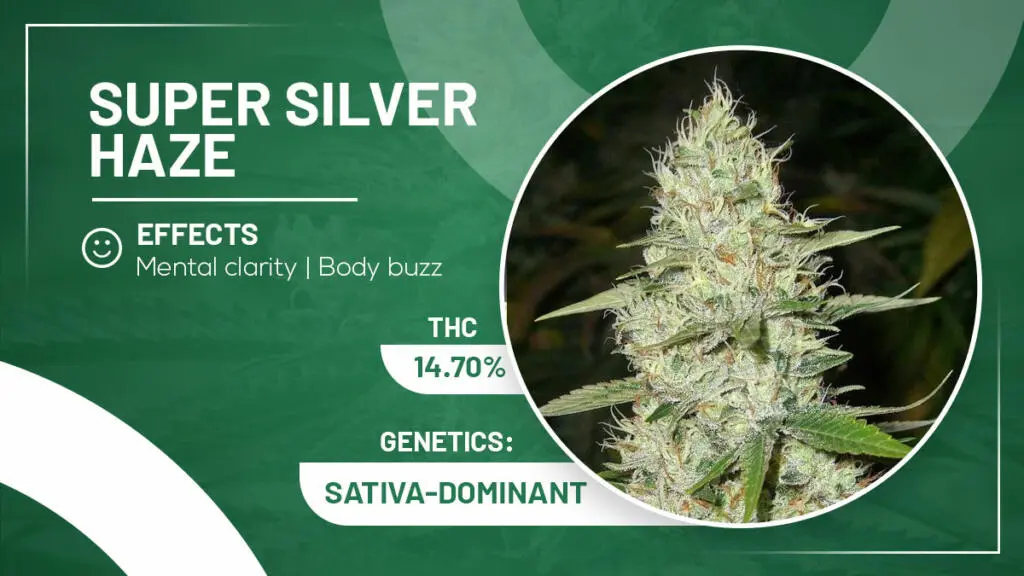 Super Silver Haze