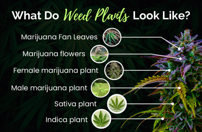 What Does a Marijuana Plant Look Like? Physical Characteristics, Aroma