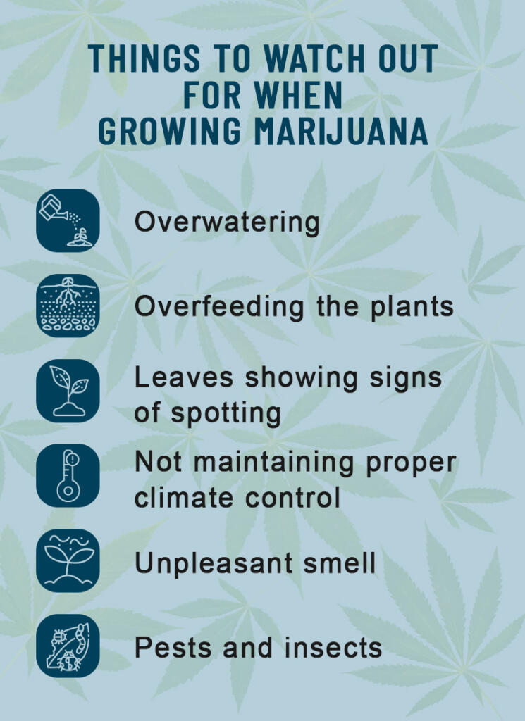 Yhings to watch out for when growing marijuana