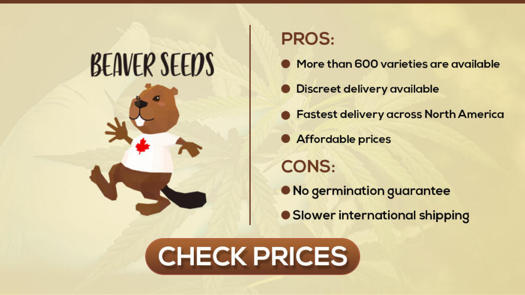 beaver seed