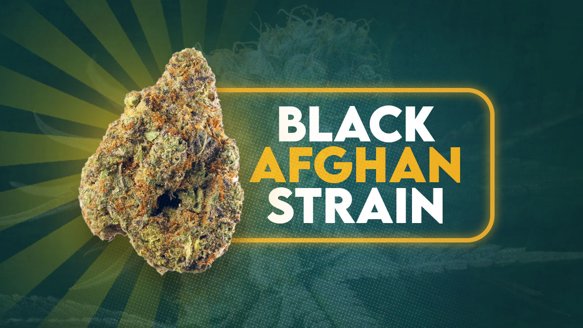 Black Afghan Strain (Best Deals): Detailed Black Afghan Weed Seeds ...