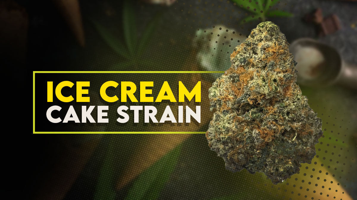 Ice Cream Cake Strain - Hybrid Cannabis Video, THC, Terpenes : Hytiva
