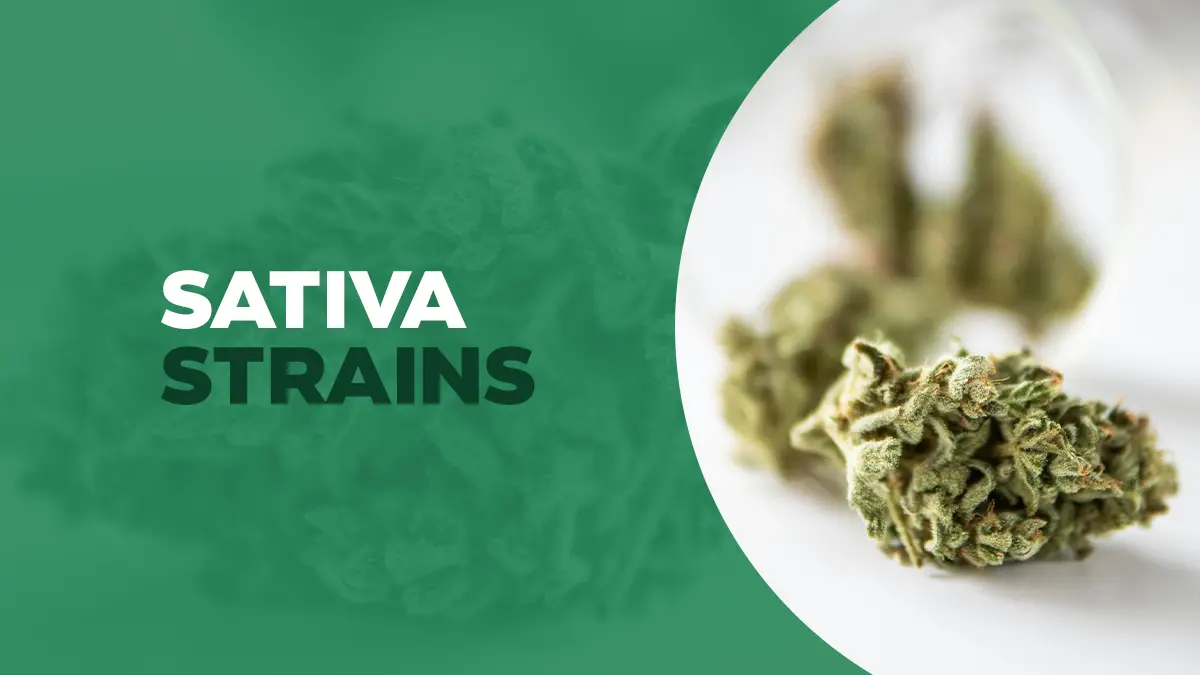 sativa strains