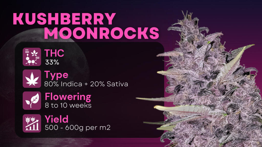 Kushberry Moonrocks