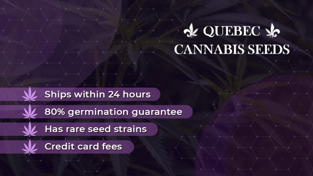 Quebec Cannabis Seeds
