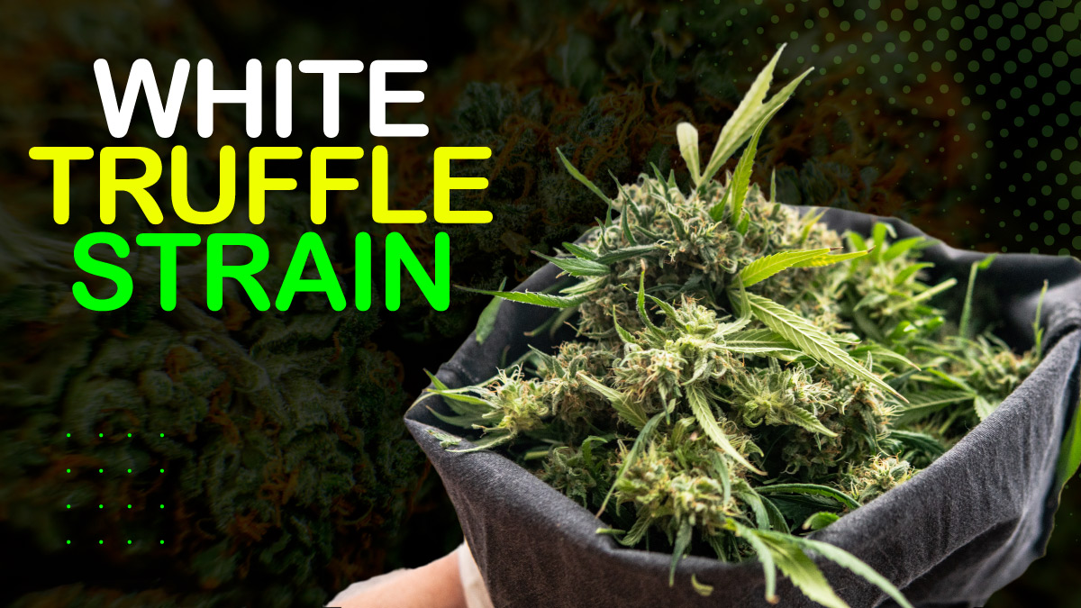 White Truffle Strain All You Need To Know About It And, 47 OFF