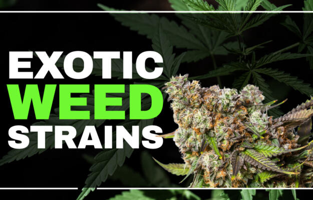 exotic weed strains
