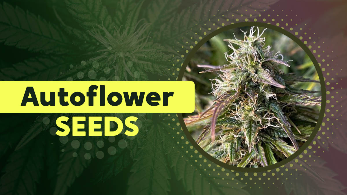 11 Best Feminized Seeds of 2024 for Your Cannabis Garden