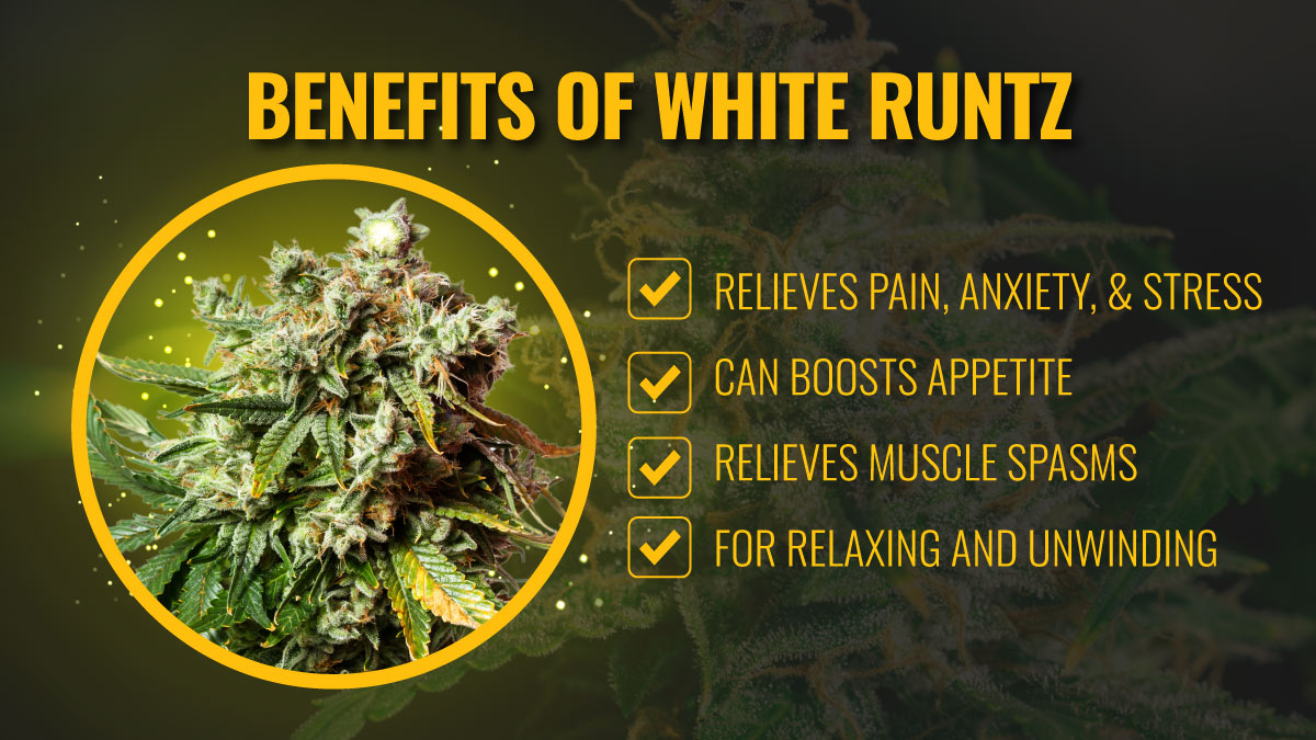 Benefits-of-White-Runtz-Weed-Strain