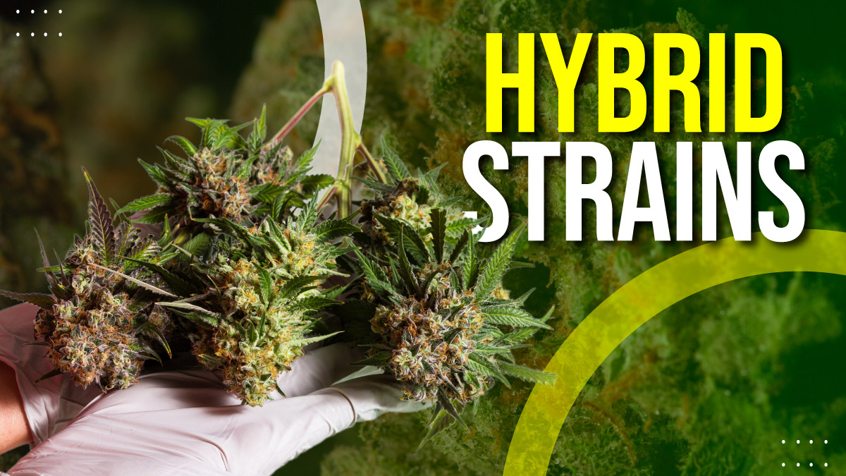 Discover Your New Favorite Hybrid Strain Today Ideal for Pain Relief Relaxation and Beyond