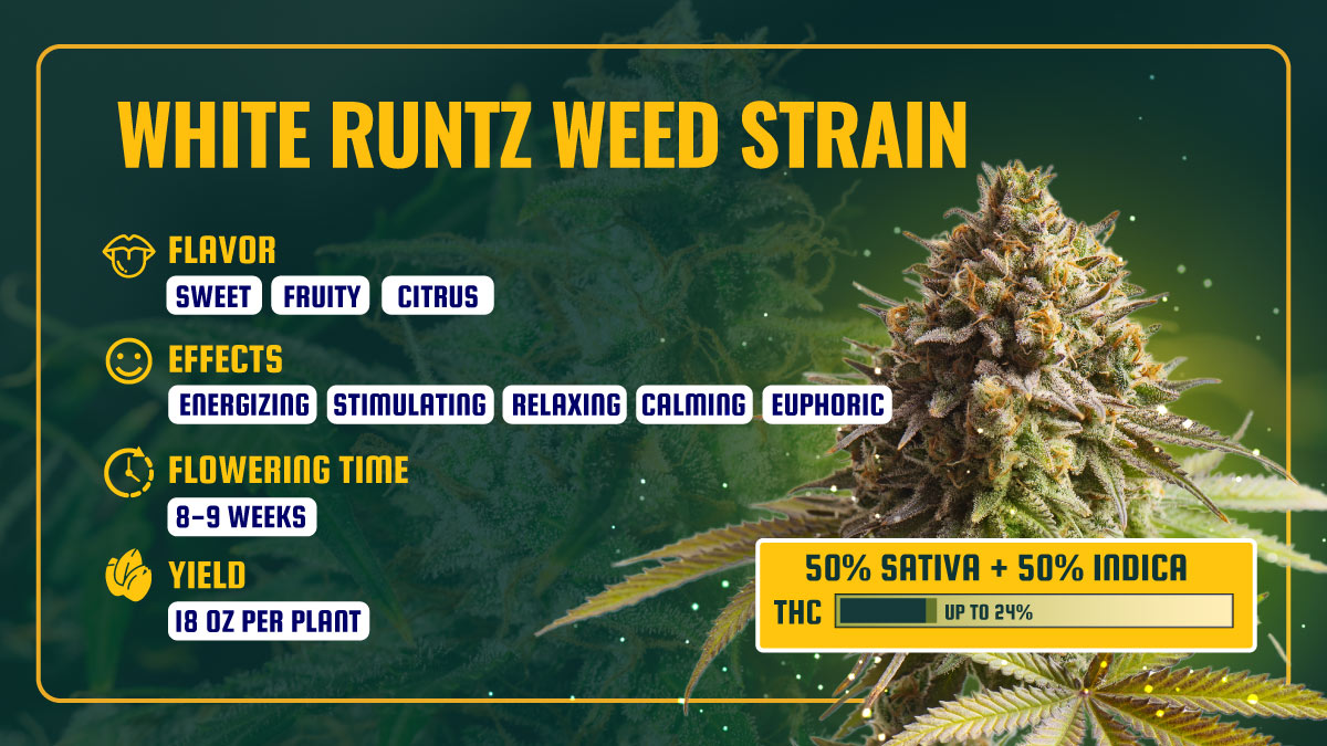 White-Runtz-Weed-Strain-Features